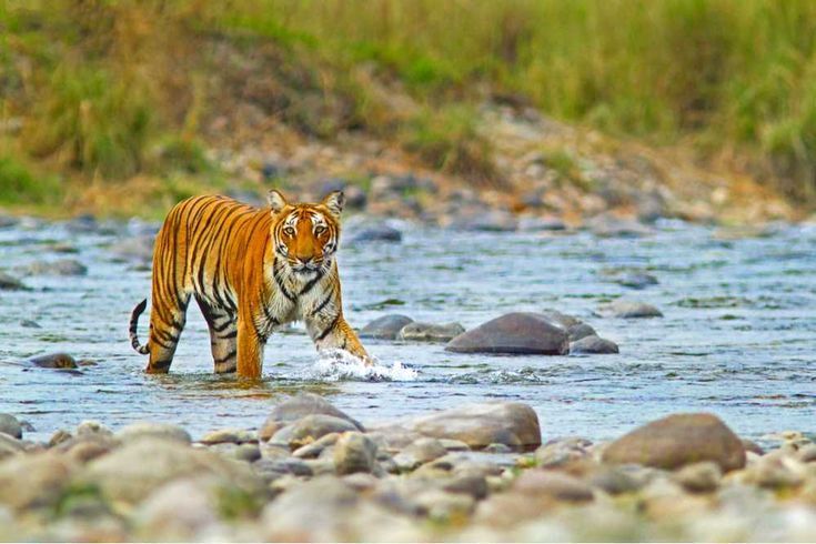 Corbett Nainital Tour Package — 3 Nights 4 Days